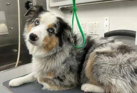 Australian Shepherd being brushed during a grooming session