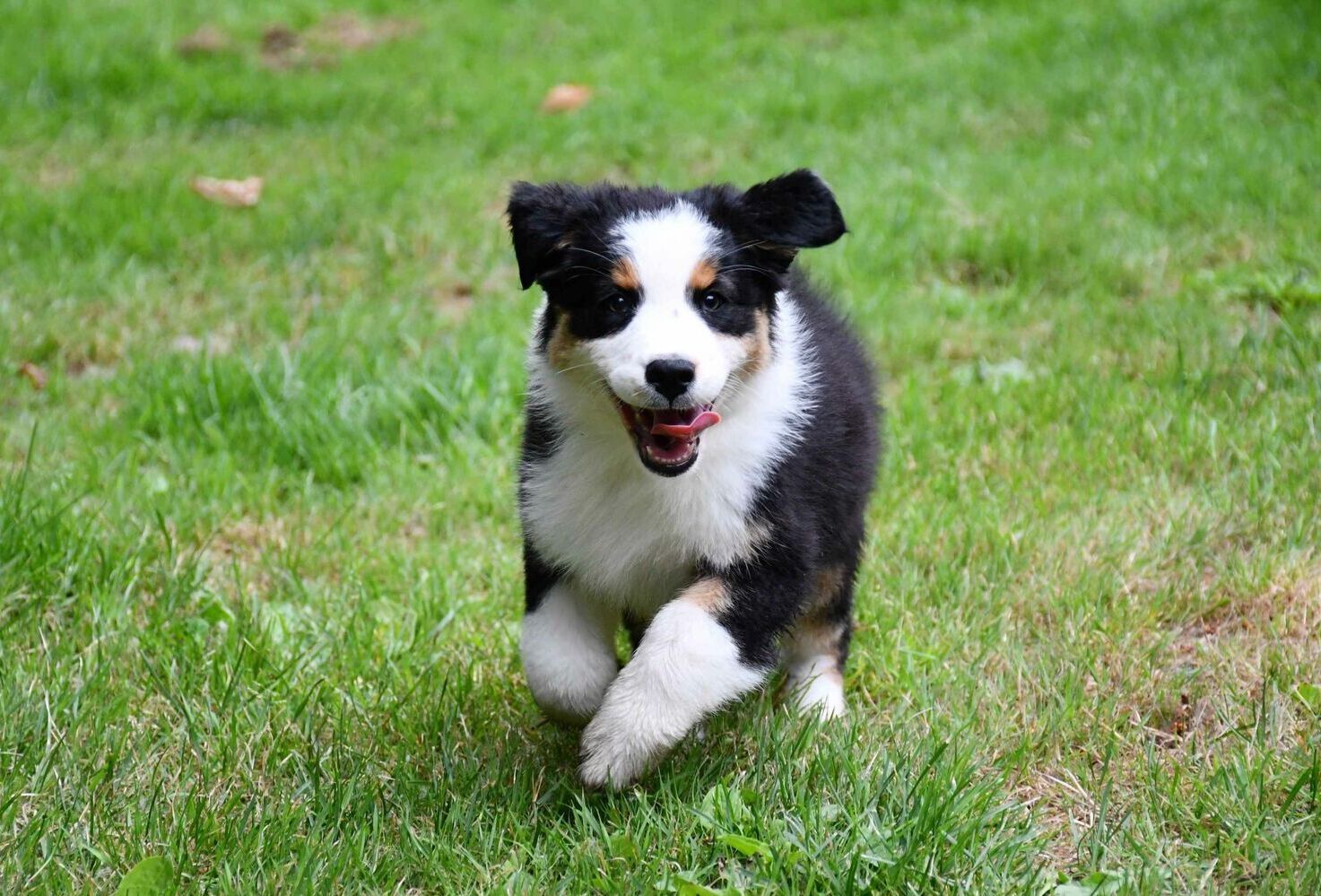 Healthy Australian Shepherd puppies playing outside