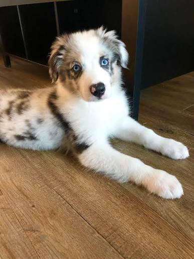 Australian Shepherd puppy practicing basic obedience with its owner