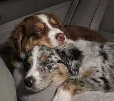 australian shepherd with another dog 