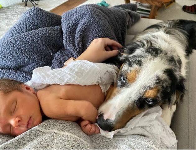 Australian Shepherd puppies receiving early socialization