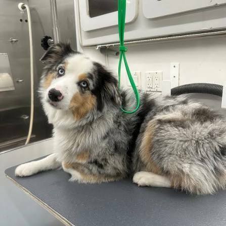 Healthy Australian Shepherd puppy receiving daily care