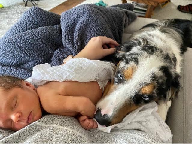Australian Shepherd puppy sitting beside essential puppy supplies before going home