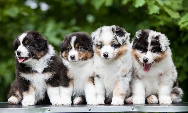 Healthy Australian Shepherd puppy from a reputable breeder