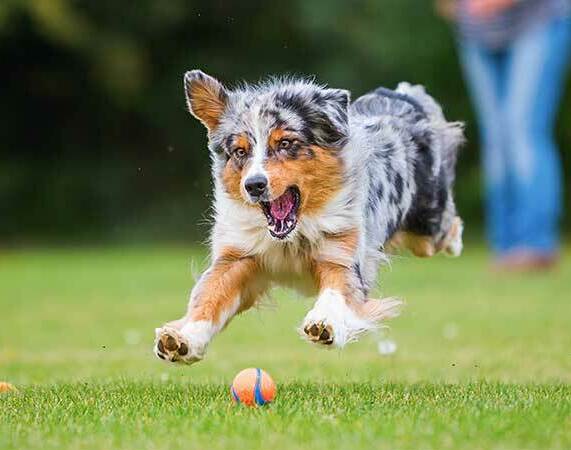 Australian Shepherd showing its healthy double coat