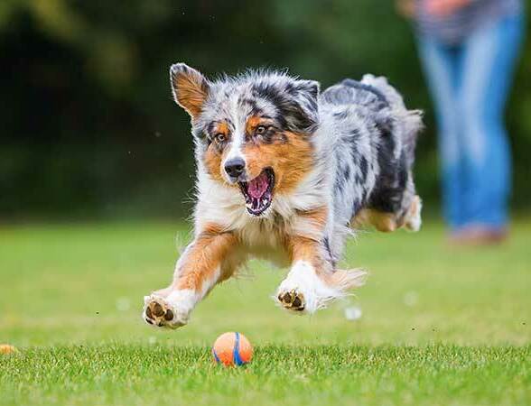 Family learning about Australian Shepherd puppies before choosing one