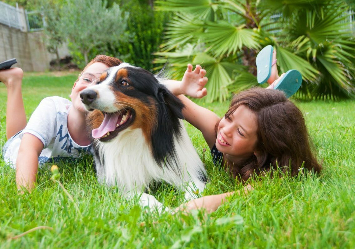Australian Shepherd concentrating during an obedience training session