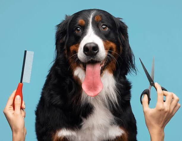 Owner brushing an Australian Shepherd's coat