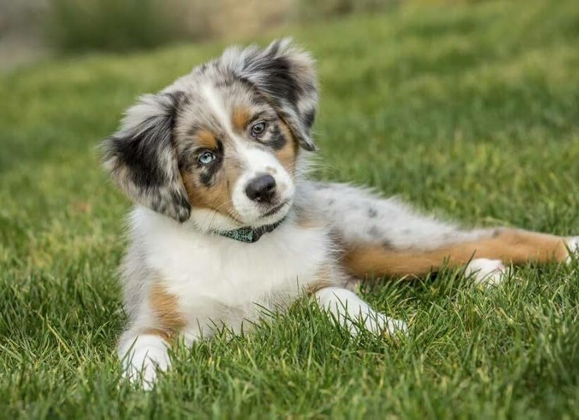 Young Australian Shepherd puppy playing outdoors