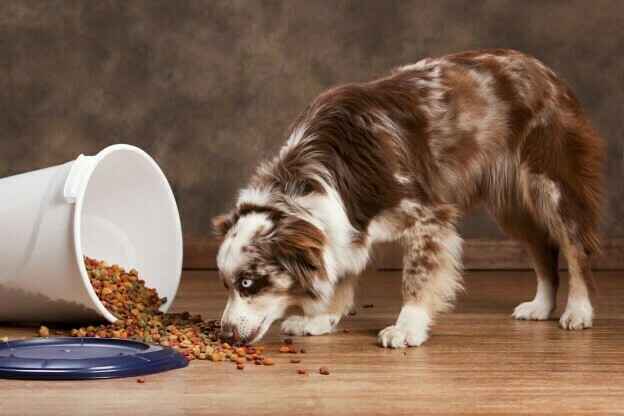 Australian Shepherd puppy eating from a bowl.