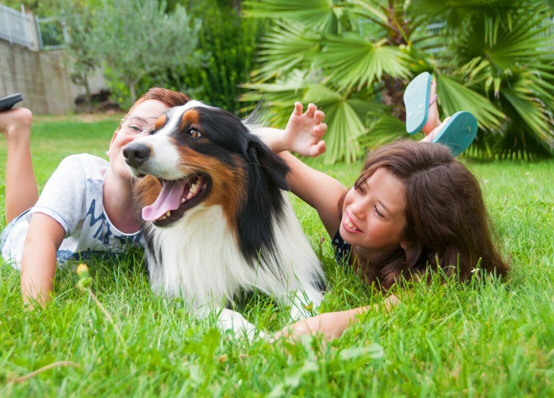 Australian Shepherd puppy playing outdoors in Oregon
